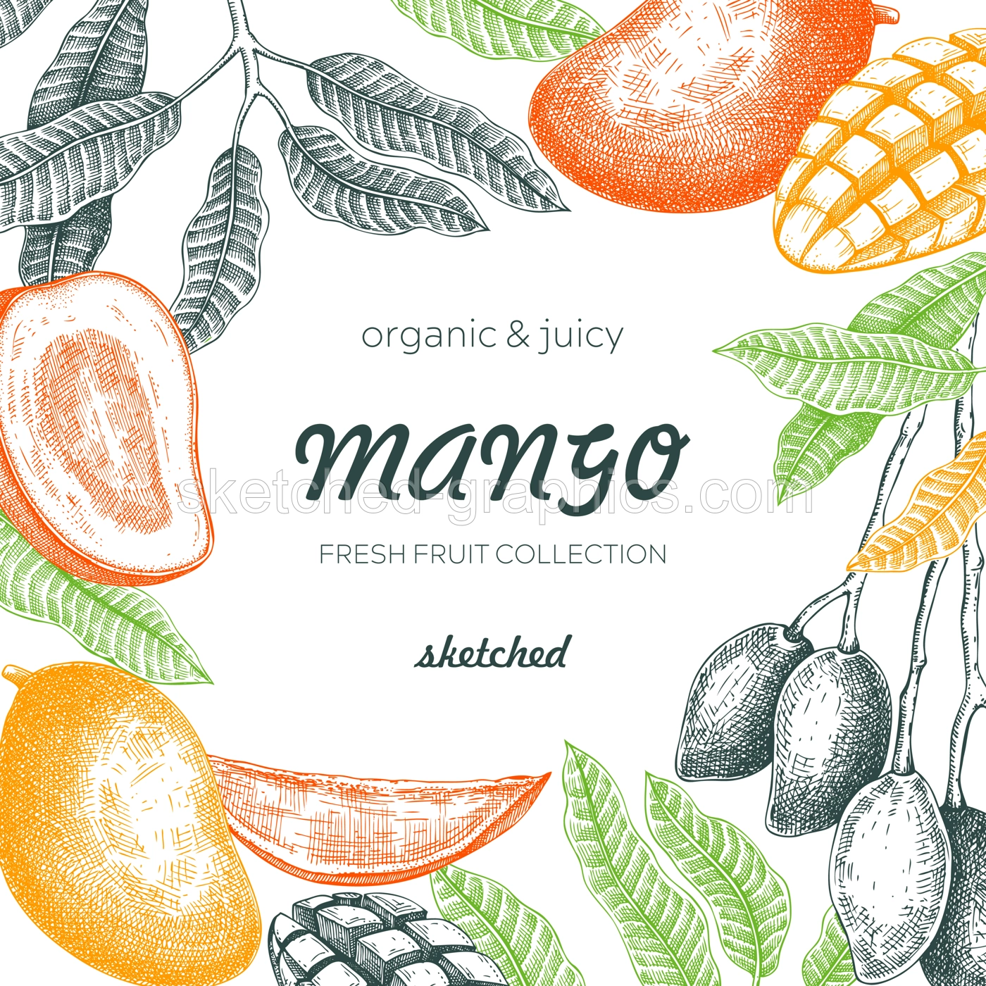 Summer background. Tropical fruit frame. Ripe mango sketch. Hand drawn vector illustration. Packaging, menu template, juice design. Mixed media style. NOT AI generated. Illustration